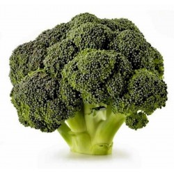 Semi di Broccolo Corvet