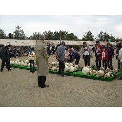 Σπόροι Γίγαντας Ραπανάκι SAKURAJIMA DAIKON 50 kg Το μεγαλύτερο ραπανάκι στον κόσμο