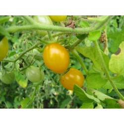 Σπόροι Γαλαπάγκος Άγρια ντομάτα RARE (Lycopersicon cheesmanii)