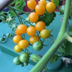 Σπόροι Γαλαπάγκος Άγρια ντομάτα RARE (Lycopersicon cheesmanii)