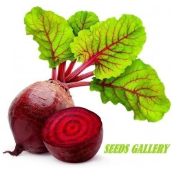 Beetroot Seeds - Egyptian