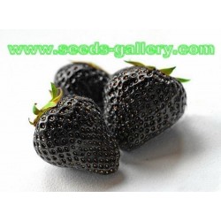 Μαύρο Φράουλα σπόροι - εξωτικά Σπάνιες