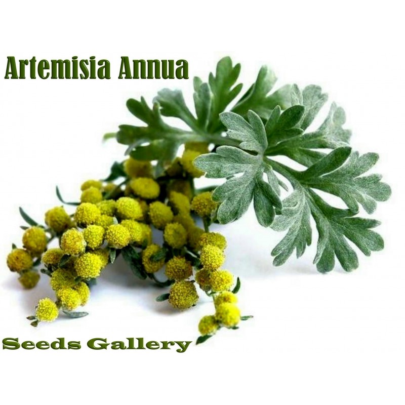 Semillas de Ajenjo Dulce (Artemisia annua) - Precio: €1.95