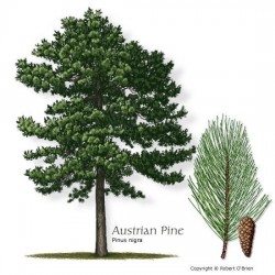 Bonsai Seme Australian Pine