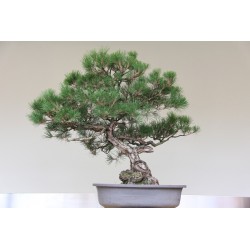 Bonsai Samen Australian Pine