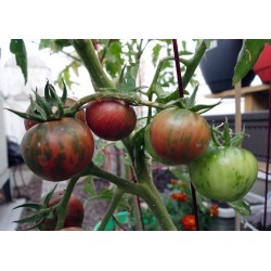 Semillas de tomate negro Vernissage