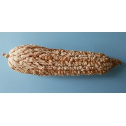 Pod Corn Seeds (Zea mays, var. tunicata)
