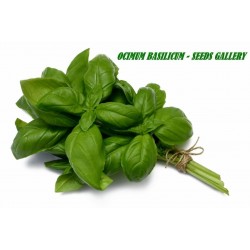Details about   SWEET BASIL SEEDS 