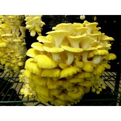 Golden Oyster Mushroom Mycelium - Seeds (Pleurotus citrinopileatus)