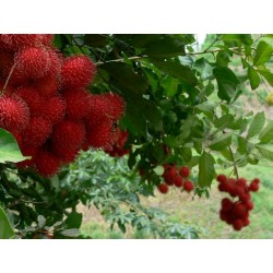 Rambutan Frön (Nephelium lappaceum) exotiska frukter