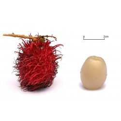 Rambutan Samen (Nephelium lappaceum)