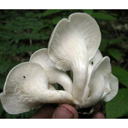 White Oyster Mushroom Mycelium Spores Seeds (Pleurotus cornucopiae)