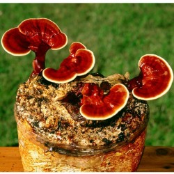 Semi - Micelio - Reishi - FUNGHI DI IMMORTALITÀ (Ganoderma lucidum)