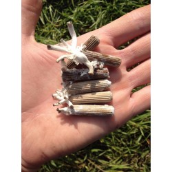 “SVAMP AV ODÖDLIGHET” Lackticka – Reishi Svamp - Mycel - Fröer (Ganoderma lucidum)