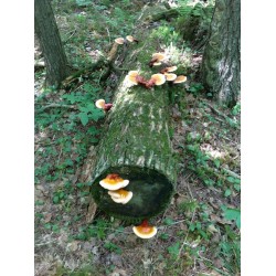 “SVAMP AV ODÖDLIGHET” Lackticka – Reishi Svamp - Mycel - Fröer (Ganoderma lucidum)