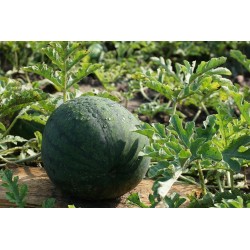 JANOSIK Gelbe Wassermelone 100 Samen