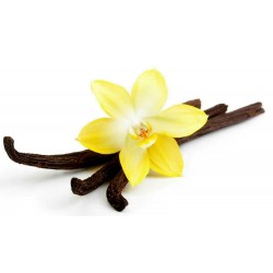 Bourbon Vanila Seme (Vanilla planifolia)