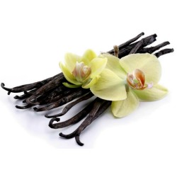 Semillas de Vainilla “Bourbon” (Vanilla planifolia)