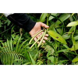 Bourbon Vanilla Seeds (Vanilla planifolia)