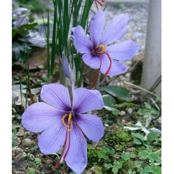Semillas de Azafrán (Crocus sativus)