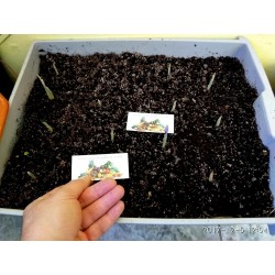 Saffron Seeds (Saffron crocus)