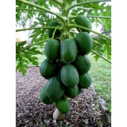 Semillas de Indio Papaya, Papayón Enanas - Miniatura