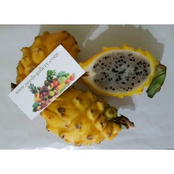 Sementes (100) de Fruta do dragão amarelo - Raras Exóticas