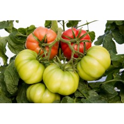 Semillas de tomate acostillado "Monte Rosa"