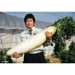“Daikon” Riesige Lange japanische Rettich-Samen