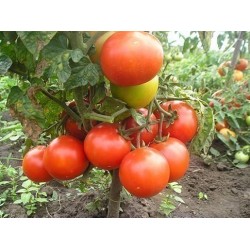 Σπόροι ντομάτας Volgograd - Ρωσική ποικιλία