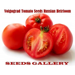 Σπόροι ντομάτας Volgograd - Ρωσική ποικιλία