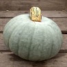 Semillas de calabaza Prince Crown