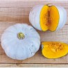 Semillas de calabaza Prince Crown