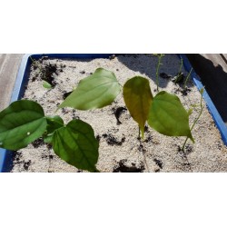 Afrikanische Schwarzbohne Samen (Griffonia simplicifolia)
