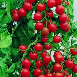 Sementes de tomate jardineiros Prazer - Gardeners Delight