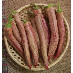 "Vezanka" peperoncino rosso 500 semi vecchia varietà serba