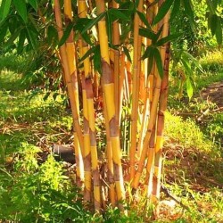 Χρυσός μπαμπού σπόροι (Phyllostachys aurea)
