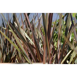 New Zealand flax - Flax lily Seeds 