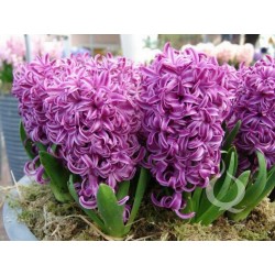 Zumbul Lukovice (Različite vrste) (Hyacinthus)