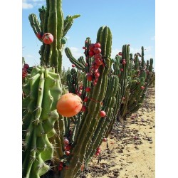 Sementes de Cactus Caracore (Cereus dayamii) 1.85 - 2