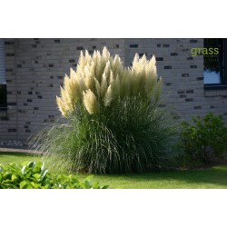 Grass Pampas White Seme 1.5 - 1