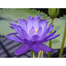 Lotussläktet frön blandade färger (Nelumbo nucifera) 2.55 - 5
