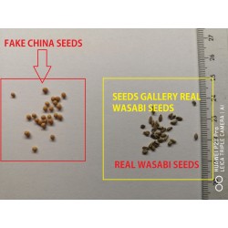 Graines de Wasabi (Eutrema japonicum) 5.5 - 3