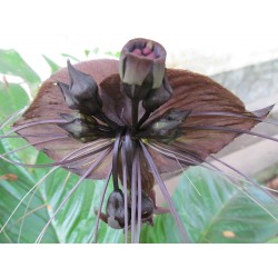 BLACK BAT FLOWER Seeds (Tacca chantrieri) 2.85 - 6