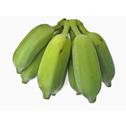 Sementes de Bananeira Silvestres (Musa balbisiana) 2.25 - 10