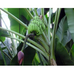Sementes de Bananeira Silvestres (Musa balbisiana) 2.25 - 4