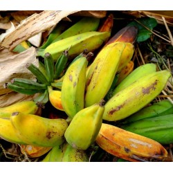 Sementes de Bananeira Silvestres (Musa balbisiana) 2.25 - 6