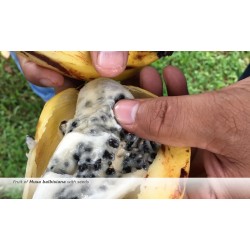 Graines de banane sauvage (Musa balbisiana) 2.25 - 7