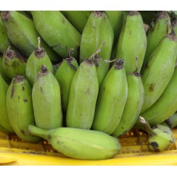 Sementes de Bananeira Silvestres (Musa balbisiana) 2.25 - 9