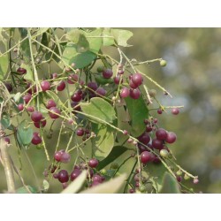 Semi di albero spazzolino da denti (Salvadora persica) 2.25 - 1